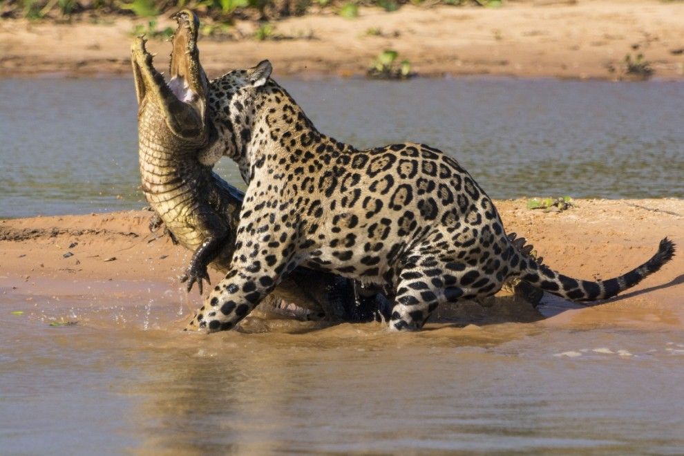 jaguar vs crocodile